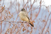 Say's Phoebe,Dezadeash Lake, Yukon, Canada, May 2009 - click on image for a larger view