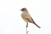 Say's Phoebe,Dezadeash Lake, Yukon, Canada, May 2009 - click on image for a larger view