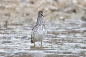 Lesser Yellowlegs, Dezadeash Lake, Yukon, Canada, May 2009 - click on image for a larger view