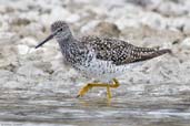 Lesser Yellowlegs, Dezadeash Lake, Yukon, Canada, May 2009 - click on image for a larger view