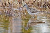 Lesser Yellowlegs, Dezadeash Lake, Yukon, Canada, May 2009 - click on image for a larger view