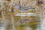 Lesser Yellowlegs, Dezadeash Lake, Yukon, Canada, May 2009 - click on image for a larger view