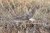 Lesser Yellowlegs, Dezadeash Lake, Yukon, Canada, May 2009 - click on image for a larger view