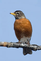 American Robin, Dezadeash Lake, Yukon, Canada, May 2009 - click on image for a larger view