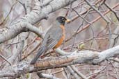 American Robin, Dezadeash Lake, Yukon, Canada, May 2009 - click on image for a larger view