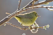 Orange-crowned Warbler,Dezadeash Lake, Yukon, Canada, May 2009 - click on image for a larger view