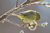 Orange-crowned Warbler,Dezadeash Lake, Yukon, Canada, May 2009 - click on image for a larger view