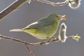 Orange-crowned Warbler,Dezadeash Lake, Yukon, Canada, May 2009 - click on image for a larger view