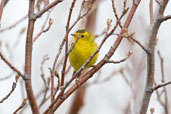 Wilson's Warbler,Dezadeash Lake, Yukon, Canada, May 2009 - click on image for a larger view