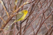 Wilson's Warbler,Dezadeash Lake, Yukon, Canada, May 2009 - click on image for a larger view