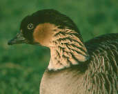 Hawaiian Goose, Captive Bird, January 2002 - click for larger image