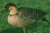 Hawaiian Goose, Captive Bird, January 2002 - click for larger image