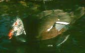 White-winged Duck (Captive), January 2002 - click for larger image