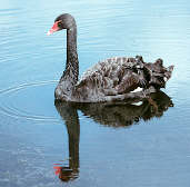 Black Swan, Captive Bird, August 2000 - click for larger image