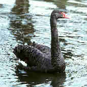 Black Swan, Captive Bird, August 2000 - click for larger image
