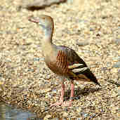 Plumed Whistling-duck (Captive), Aug 2000 - click for larger image
