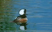 Male Hooded Merganser (Captive), WWT Barnes, London, June 2001 - click for larger image