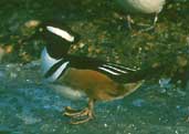 Male Hooded Merganser (Captive), WWT Barnes, London, January 2002 - click for larger image