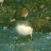 Female Hooded Merganser (Captive), WWT Barnes, London, January 2002 - click for larger image