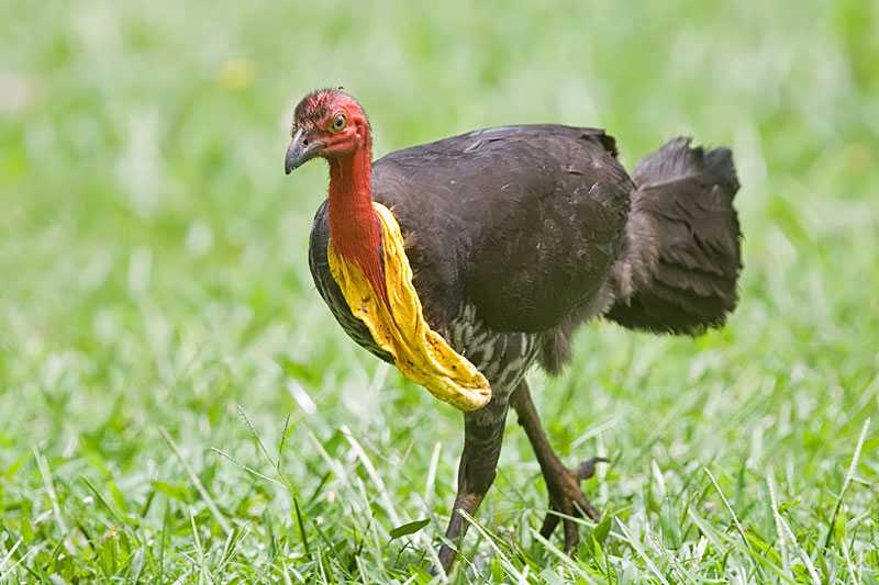 Australian Brush-turkey Alectura lathami some photos and notes