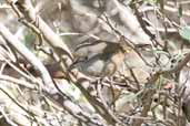 Inland Thornbill, Wilpena Pound, SA, Australia, March 2006 - click for larger image