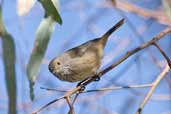 Inland Thornbill, Wilpena Pound, SA, Australia, March 2006 - click for larger image