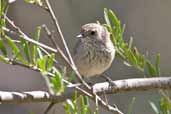 Inland Thornbill, Wilpena Pound, SA, Australia, March 2006 - click for larger image