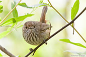 Inland Thornbill, Porongurup, Western Australia, October 2013 - click for larger image