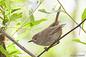 Inland Thornbill, Porongurup, Western Australia, October 2013 - click for larger image