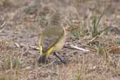 Yellow-rumped Thornbill, Wye Valley, Victoria, Australia, February 2006 - click for larger image