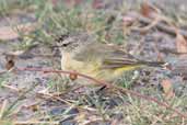 Yellow-rumped Thornbill, Grampians NP, Victoria, Australia, February 2006 - click for larger image