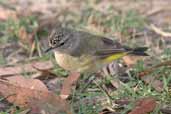 Yellow-rumped Thornbill, Grampians NP, Victoria, Australia, February 2006 - click for larger image