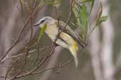 Yellow-rumped Thornbill, Naracoorte, SA, Australia, February 2006 - click for larger image