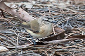 Yellow-rumped Thornbill, Albany, Western Australia, October 2013 - click for larger image