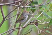 Tasmanian Thornbill, Tahune Airwalk, Tasmania, Australia, February 2006 - click for larger image