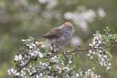 Tasmanian Thornbill, Freycinet NP, Tasmania, Australia, February 2006 - click for larger image