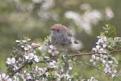 Tasmanian Thornbill, Freycinet NP, Tasmania, Australia, February 2006 - click for larger image