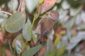 Brown Thornbill, Cradle Mountain, Tasmania, Australia, February 2006 - click for larger image