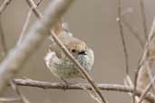 Brown Thornbill, Wye Valley, Victoria, Australia, February 2006 - click for larger image