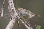 Brown Thornbill, Wye Valley, Victoria, Australia, February 2006 - click for larger image