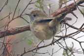 Brown Thornbill, Fitzroy Falls, NSW, Australia, March 2006 - click for larger image