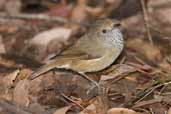 Brown Thornbill, Mallacoota, Victoria, Australia, April 2006 - click for larger image