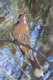 Spiny-cheeked Honeyeater, The Coorong, SA, Australia, February 2006 - click for larger image