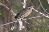 Spiny-cheeked Honeyeater, The Coorong, SA, Australia, February 2006 - click for larger image