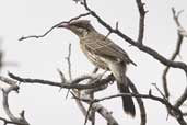 Spiny-cheeked Honeyeater, Port Augusta, SA, Australia, February 2006 - click for larger image
