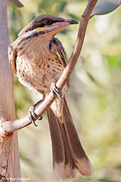 Spiny-cheeked Honeyeater, Alice Springs, Northern Territory, Australia, September 2013 - click for larger image