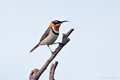 Western Spinebill, Cheynes Beach, Western Australia, October 2013 - click for larger image