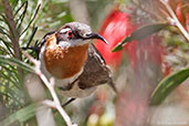 Western Spinebill, Cape Naturaliste, Western Australia, October 2013 - click for larger image