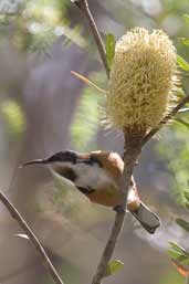 Eastern Spinetail, Freycinet NP, Tasmania, Australia, February 2006 - click for larger image