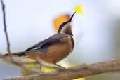 Eastern Spinetail, Bermagui, New South Wales, Australia, April 2006 - click for larger image